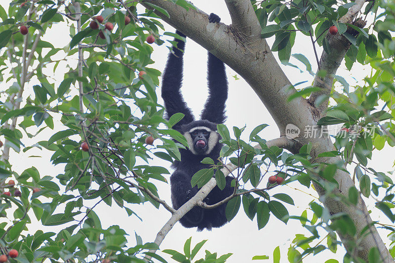 动物:成年敏捷长臂猿(Hylobates agillis)，又名黑手长臂猿。